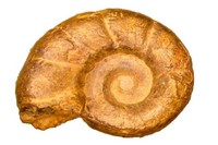 Eotetragonites rossmatteliformis